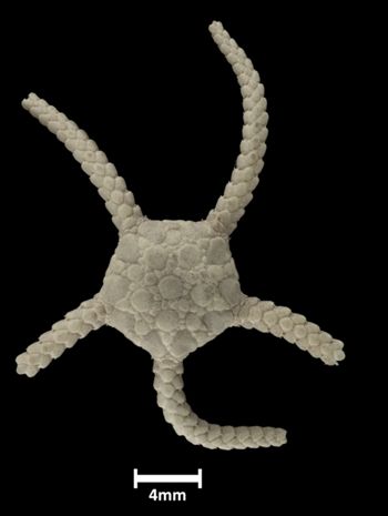 Media type: image;   Invertebrate Zoology OPH-611 Description: Top down view of single ophiuroid specimen with a scale bar.;  Aspect: dorsal